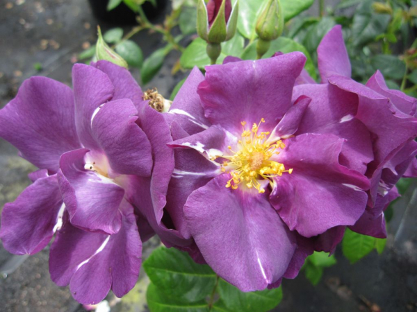 Rosa Rhapsody in Blue